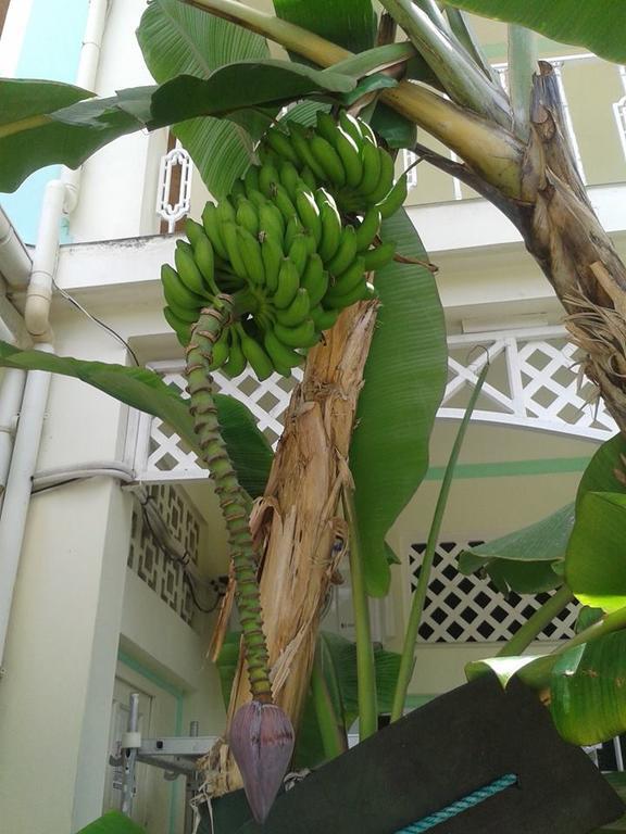 Palm Beach Hotel Grand Anse  Eksteriør bilde